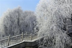 數九從什么時候開